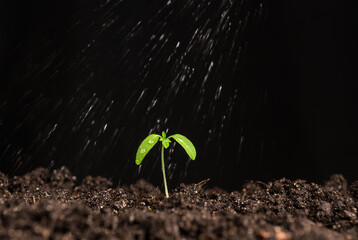 small tomato plant topping with water