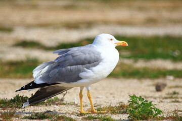 Yellow-legged gull on the coast