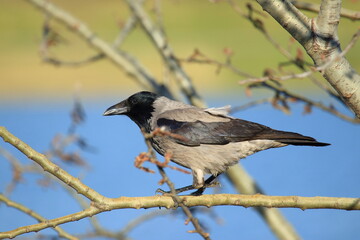 Hooded crow (Corvus cornix) curious looking from tree