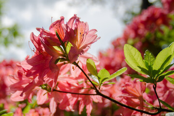 red rhododendrons buds