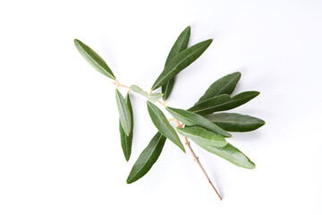 Beautiful fresh green olive branch isolated on a white background, copy space and close up. Simbol of peace