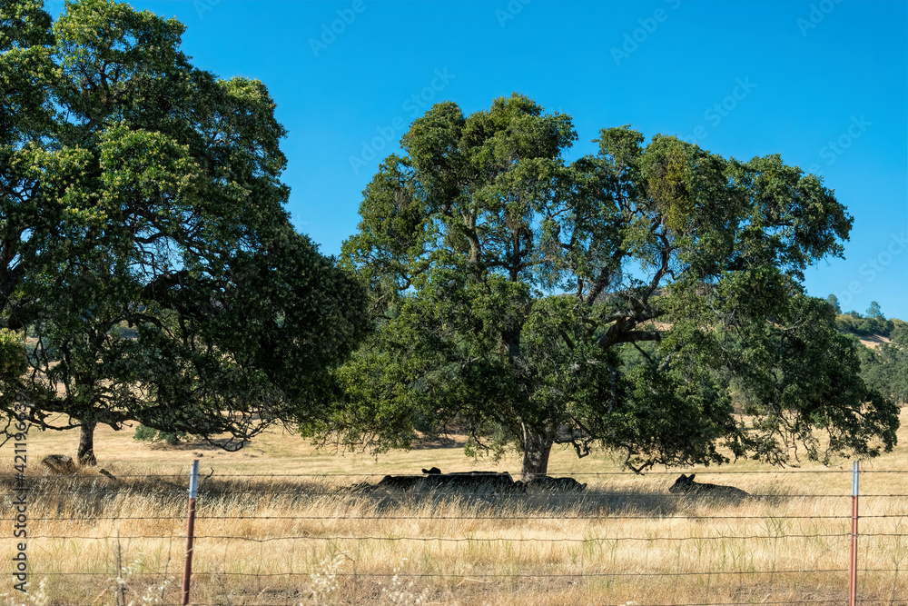 Wall mural California rural landscape. Fields and grazing cows