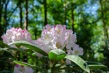 pink and white rhododendrons