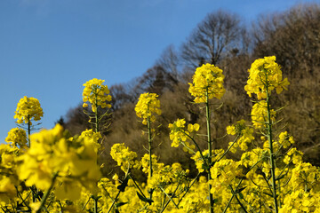 Obraz premium Yellow rape seed oil flowers in bloom in Guildford, Surrey, UK