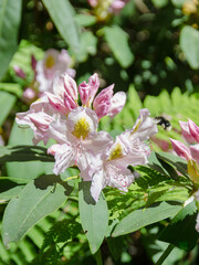 pink and white rhododendrons with bee
