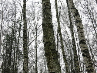 Fototapeta premium birch grove in Russia in early spring