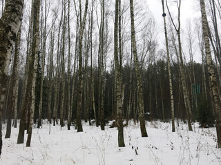 birch grove in Russia in early spring