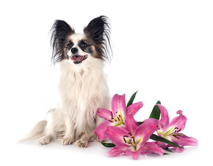 papillon dog in studio