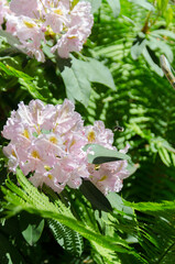 pink and white rhododendrons