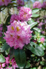 pink and white rhododendrons