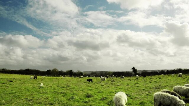 Timelapse with sheep and a cloudy sky. Windy weather with woolly clouds over a meadow with black and white sheep and lambs grazing. UHD footage clip.