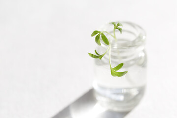 A sprout watercress with green leaves stands in the water in a decorative bottle