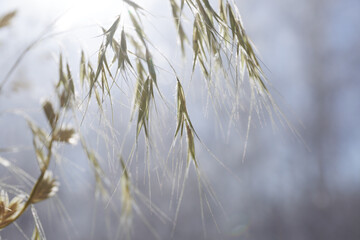 Fototapeta premium Green spikelets of grass close-up. Natural nature background. Selective focus