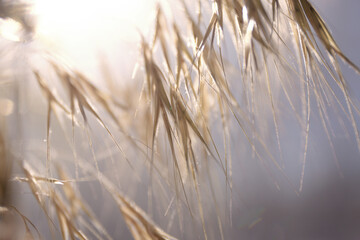 Dry autumn herbs. Spikelets of golden color close-up. Natural sunlight background. Selective focus