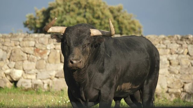 Close up of six year old spanish bull in a meadow in spring with stone wall in the background.