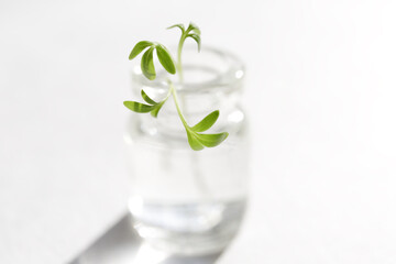 Sprouted watercress in a small glass bottle. A sprout with green leaves stands in the water in a decorative bottle