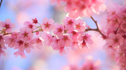 カンヒザクラ、夏 、咲く