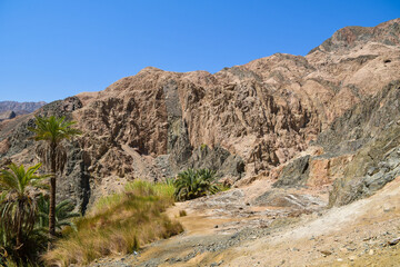 A green oasis in the desert near the Red Sea