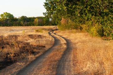 Country road along mown field, growing trees with green leaves, yellowed dry meadow grass