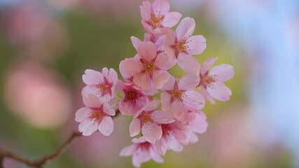 サクランボ, ピンク, 自然, 咲く, ブランチ, 花, sakura, 