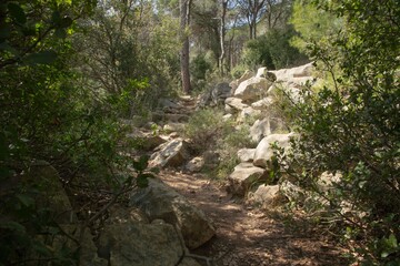 hiking path in a mountain forest in Lebanon