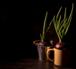 sprouted red onion in a circle on a dark background in a dark key
