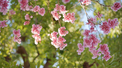 Fototapeta premium サクランボ, ピンク, 自然, 咲く, ブランチ, 花, sakura, 