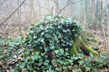 ein Baumstumpf mit Efeu überwachsen