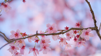 サクランボ, ピンク, 自然, 咲く, ブランチ, 花, sakura, 