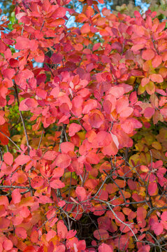 Bright red autumn foliage close-up on colorful blurred background, autumn season, lush crown tree close-up, nature outdoors