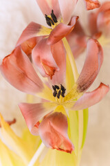 withered red tulips on a white background. Spring flowers in pastel colors. Spring mood and colors 