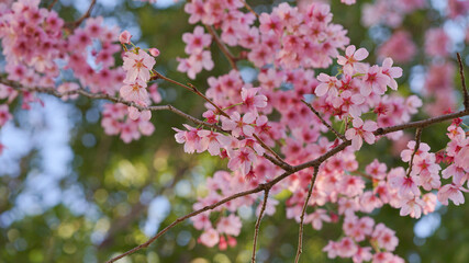 サクランボ, ピンク, 自然, 咲く, ブランチ, 花, sakura, 