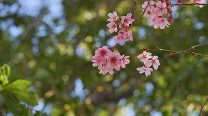 サクランボ, ピンク, 自然, 咲く, ブランチ, 花, sakura, 