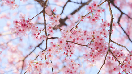 サクランボ, ピンク, 自然, 咲く, ブランチ, 花, sakura, 