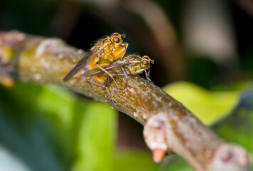 Golden yellow dung flies