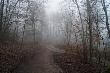 Obraz na płótnie Canvas Der Hermanns Weg bei Bielefeld im dichten Nebel am Morgen im Teutoburgerwald