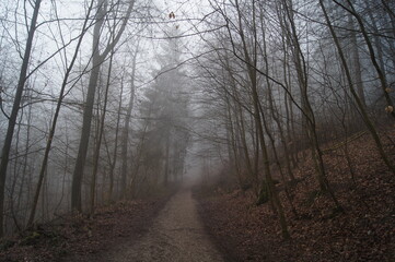 Der Hermanns Weg  bei Bielefeld im dichten Nebel am Morgen im Teutoburgerwald