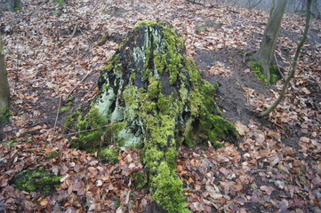 Moos bedecktes Holz im Wald
