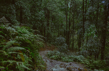 Fototapeta premium Path in the green jungle forest 
