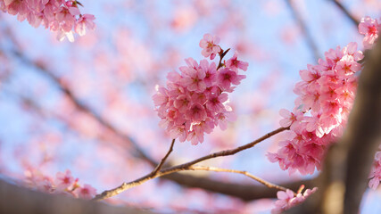 サクランボ, ピンク, 自然, 咲く, ブランチ, 花, sakura, 