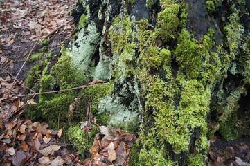 Moos bedecktes Holz im Wald