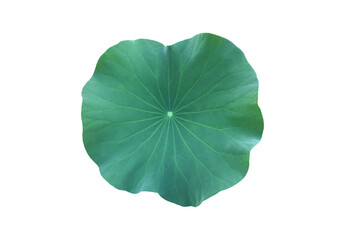 Isolated a single lotus leaf with clipping paths.