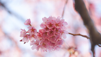 サクランボ, ピンク, 自然, 咲く, ブランチ, 花, sakura, 
