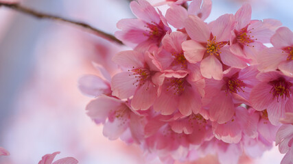 サクランボ, ピンク, 自然, 咲く, ブランチ, 花, sakura, 