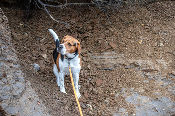 Beagle
