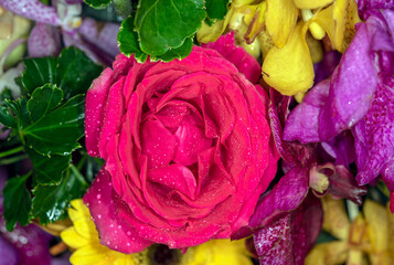 Fototapeta na wymiar rose flower in roses garden