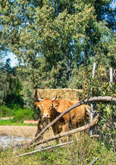Obraz premium Cow In Spring. A Dairy Cow On The Farm Is Staring At The Camera