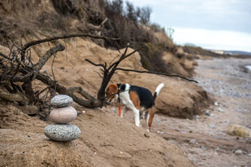 Beagle