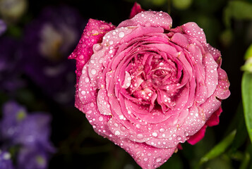 rose flower in roses garden
