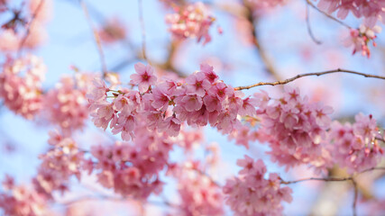 サクランボ, ピンク, 自然, 咲く, ブランチ, 花, sakura, 